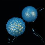 Вагінальні кульки - Ocean's Toner Egg Set - мініатюра 2