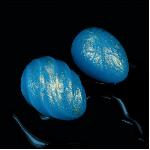 Вагінальні кульки - Ocean's Toner Egg Set II - мініатюра 2