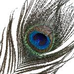 Лоскітка LOCKINK SEVANDA Natural Peacock Flirting Feather Tickler, перо павича - мініатюра 4